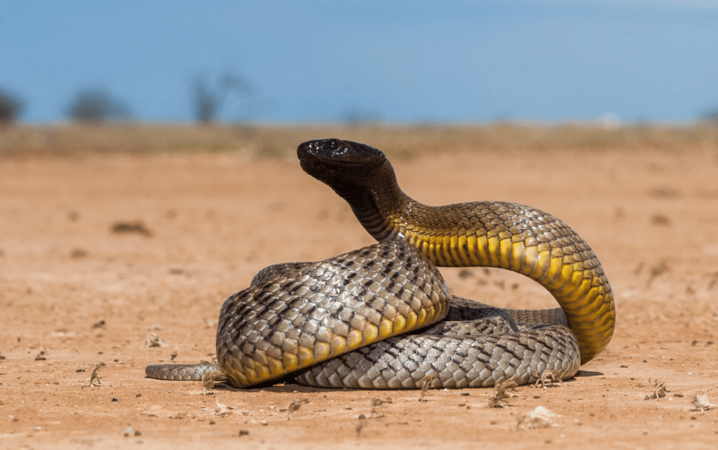 As 5 cobras mais venenosas do mundo