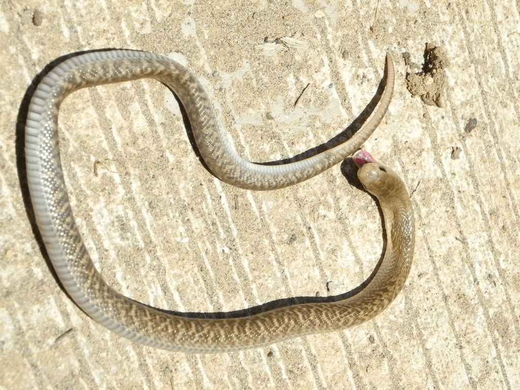 As 5 cobras mais venenosas do mundo